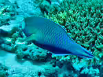 Scarus viridifucatus im Aquarium halten (Einrichtungsbeispiele für Rundkopf-Papageifisch)