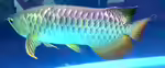 Scleropages aureus im Aquarium halten (Einrichtungsbeispiele für Goldener Arowana) Scleropages aureus im Aquarium halten (Einrichtungsbeispiele für Goldener Arowana)