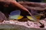 Poecilia velifera im Aquarium halten (Einrichtungsbeispiele mit Segelkärpflingen) Poecilia velifera im Aquarium halten (Einrichtungsbeispiele mit Segelkärpflingen)