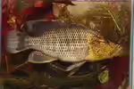Serranochromis angusticeps im Aquarium halten (Einrichtungsbeispiele für Serranochromis angusticeps) Serranochromis angusticeps im Aquarium halten (Einrichtungsbeispiele für Serranochromis angusticeps)