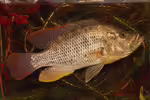 Serranochromis intermedius im Aquarium halten (Einrichtungsbeispiele für Serranochromis intermedius) Serranochromis intermedius im Aquarium halten (Einrichtungsbeispiele für Serranochromis intermedius)