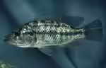 Serranochromis macrocephalus im Aquarium halten (Einrichtungsbeispiele für Serranochromis macrocephalus)