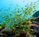 Siganus fuscescens im Aquarium halten (Einrichtungsbeispiele für Gesprenkelter Kaninchenfisch) Siganus fuscescens im Aquarium halten (Einrichtungsbeispiele für Gesprenkelter Kaninchenfisch)