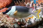 Siganus magnificus im Aquarium halten (Einrichtungsbeispiele für Andamanen Fuchsgesicht) Siganus magnificus im Aquarium halten (Einrichtungsbeispiele für Andamanen Fuchsgesicht)