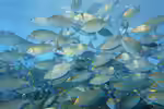 Siganus sutor im Aquarium halten (Einrichtungsbeispiele für Weißpunkt-Kaninchenfisch) Siganus sutor im Aquarium halten (Einrichtungsbeispiele für Weißpunkt-Kaninchenfisch)
