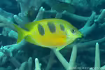 Siganus trispilos im Aquarium halten (Einrichtungsbeispiele für Dreifleck-Kaninchenfisch)