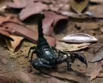 Skorpione im Terrarium halten (Einrichtungsbeispiele für Skorpion) Skorpione im Terrarium halten (Einrichtungsbeispiele für Skorpion)