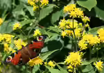 Solidago virgaurea im Garten pflanzen (Einrichtungsbeispiele mit Gewöhnliche Goldrute) Solidago virgaurea im Garten pflanzen (Einrichtungsbeispiele mit Gewöhnliche Goldrute)