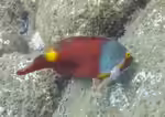 Sparisoma cretense im Aquarium halten (Einrichtungsbeispiele für Europäischer Papageifisch) Sparisoma cretense im Aquarium halten (Einrichtungsbeispiele für Europäischer Papageifisch)