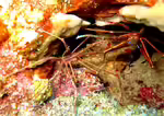 Stenorhynchus seticornis im Aquarium halten (Einrichtungsbeispiele für Pfeil-Gespensterkrabbe) Stenorhynchus seticornis im Aquarium halten (Einrichtungsbeispiele für Pfeil-Gespensterkrabbe)