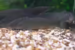 Syncrossus helodes im Aquarium halten (Einrichtungsbeispiele für Tigerschmerlen) Syncrossus helodes im Aquarium halten (Einrichtungsbeispiele für Tigerschmerlen)