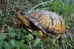 Terrapene carolina carolina im Terrarium halten (Einrichtungsbeispiele mit Carolina-Dosenschildkröten) Terrapene carolina carolina im Terrarium halten (Einrichtungsbeispiele mit Carolina-Dosenschildkröten)