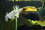 Tetraodon mbu im Aquarium halten (Einrichtungsbeispiele für Goldringelkugelfische) Tetraodon mbu im Aquarium halten (Einrichtungsbeispiele für Goldringelkugelfische)