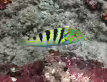 Thalassoma hardwicke im Aquarium halten (Einrichtungsbeispiele für Hardwicks Lippfisch) Thalassoma hardwicke im Aquarium halten (Einrichtungsbeispiele für Hardwicks Lippfisch)