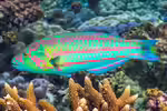 Thalassoma purpureum im Aquarium halten (Einrichtungsbeispiele für Brandungs-Junker) Thalassoma purpureum im Aquarium halten (Einrichtungsbeispiele für Brandungs-Junker)