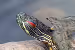 Trachemys scripta elegans im Gartenteich (Einrichtungsbeispiele für Rotwangenschmuckschildkröten) Trachemys scripta elegans im Gartenteich (Einrichtungsbeispiele für Rotwangenschmuckschildkröten)