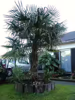 Trachycarpus fortunei im Garten pflanzen (Einrichtungsbeispiele mit Chinesische Hanfpalme) Trachycarpus fortunei im Garten pflanzen (Einrichtungsbeispiele mit Chinesische Hanfpalme)