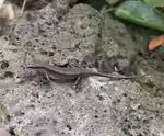 Trachylepis polytropis im Terrarium halten (Einrichtungsbeispiele für Afrika-Skink) Trachylepis polytropis im Terrarium halten (Einrichtungsbeispiele für Afrika-Skink)