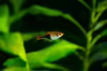 Trigonostigma truncata im Aquarium halten (Einrichtungsbeispiele für Blaustrich-Keilfleckbärbling) Trigonostigma truncata im Aquarium halten (Einrichtungsbeispiele für Blaustrich-Keilfleckbärbling)