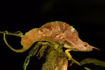Trioceros montium im Terrarium halten (Einrichtungsbeispiele für Kamerun Bergchamäleon)