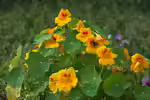 Tropaeolum im Garten pflanzen (Einrichtungsbeispiele mit Kapuzinerkresse) Tropaeolum im Garten pflanzen (Einrichtungsbeispiele mit Kapuzinerkresse)