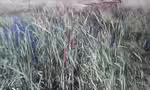 Typha latifolia am Gartenteich (Einrichtungsbeispiele mit Breitblättriger Rohrkolben) Typha latifolia am Gartenteich (Einrichtungsbeispiele mit Breitblättriger Rohrkolben)