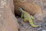 Uromastyx ornata im Terrarium halten (Einrichtungsbeispiele mit Dornschwanzagamen) Uromastyx ornata im Terrarium halten (Einrichtungsbeispiele mit Dornschwanzagamen)