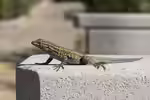 Gemeiner Seitenfleckleguan im Terrarium halten (Einrichtungsbeispiele für Uta stansburiana) Gemeiner Seitenfleckleguan im Terrarium halten (Einrichtungsbeispiele für Uta stansburiana)