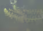 Utricularia vulgaris im Gartenteich pflegen (Einrichtungsbeispiele mit Gewöhnlicher Wasserschlauch)
