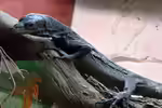 Varanus beccari im Terrarium halten (Einrichtungsbeispiele mit Schwarzer Baumwaran) Varanus beccari im Terrarium halten (Einrichtungsbeispiele mit Schwarzer Baumwaran)