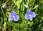 Veronica chamaedrys im Garten pflanzen (Einrichtungsbeispiele mit Gamander-Ehrenpreis) Veronica chamaedrys im Garten pflanzen (Einrichtungsbeispiele mit Gamander-Ehrenpreis)