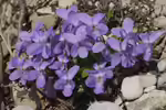 Viola hirta im Garten pflanzen (Einrichtungsbeispiele mit Behaartes Veilchen) Viola hirta im Garten pflanzen (Einrichtungsbeispiele mit Behaartes Veilchen)