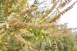 Vitex agnus-castus am Gartenteich (Einrichtungsbeispiele mit Mönchspfeffer)