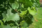 Vitis vinifera im Garten pflanzen (Einrichtungsbeispiele mit Weinrebe) Vitis vinifera im Garten pflanzen (Einrichtungsbeispiele mit Weinrebe)