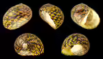 Vittina variegata im Aquarium halten (Einrichtungsbeispiele für Batik-Rennschnecke) Vittina variegata im Aquarium halten (Einrichtungsbeispiele für Batik-Rennschnecke)