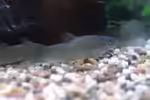 Yasuhikotakia lecontei im Aquarium halten (Einrichtungsbeispiele für Rotflossenschmerle) Yasuhikotakia lecontei im Aquarium halten (Einrichtungsbeispiele für Rotflossenschmerle)