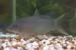 Yasuhikotakia modesta im Aquarium halten (Einrichtungsbeispiele für Blaue Prachtschmerle) Yasuhikotakia modesta im Aquarium halten (Einrichtungsbeispiele für Blaue Prachtschmerle)