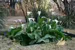 Zantedeschia aethiopica im Terrarium (Einrichtungsbeispiele mit Calla-Lilie)
