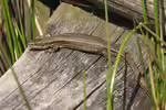 Zootoca vivipara im Terrarium halten (Einrichtungsbeispiele für Waldeidechsen)