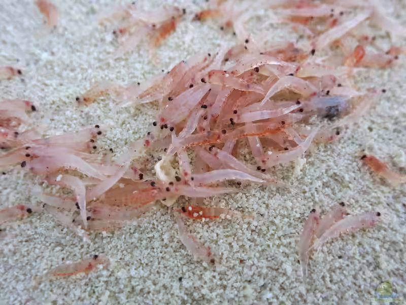 Krill als Futter für Fische (Zierfischfutter Krill) Krill als Futter für Fische (Zierfischfutter Krill)