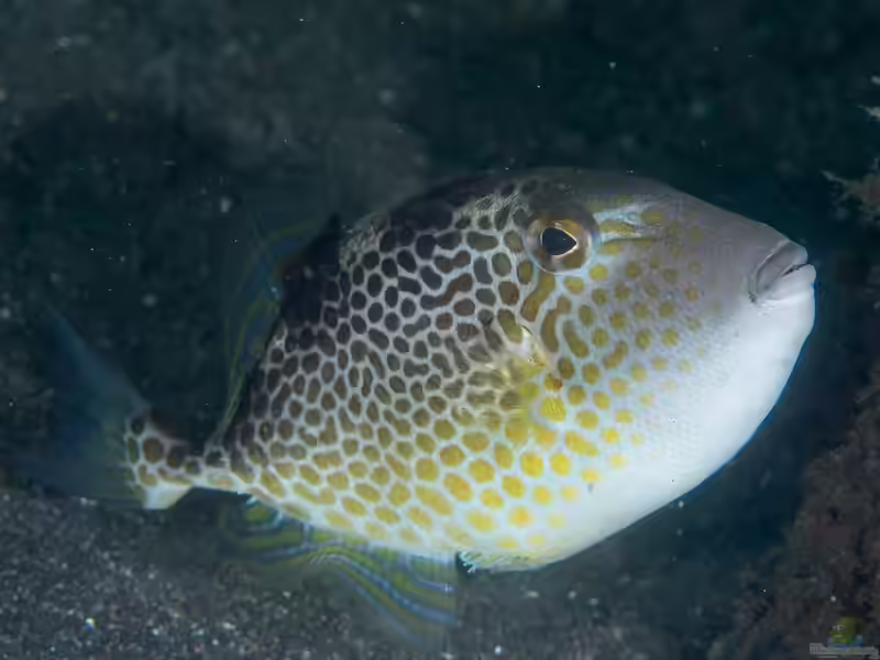 Abalistes stellatus im Aquarium halten (Einrichtungsbeispiele für Sternendrückerfisch) Abalistes stellatus im Aquarium halten (Einrichtungsbeispiele für Sternendrückerfisch)