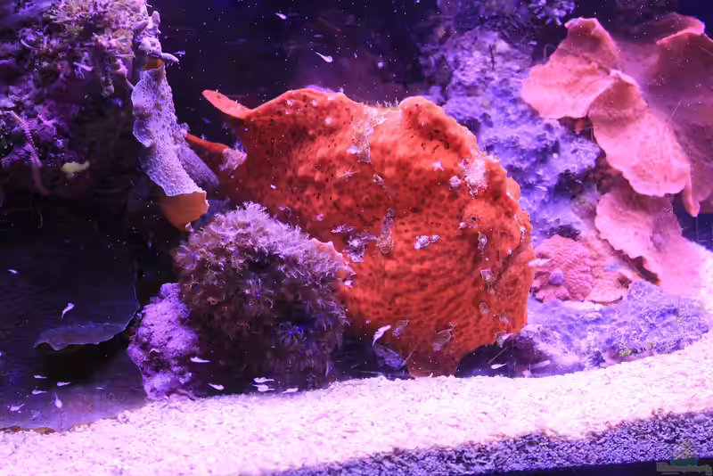 Abantennarius coccineus im Aquarium halten (Sommersprossen-Anglerfisch) Abantennarius coccineus im Aquarium halten (Sommersprossen-Anglerfisch)