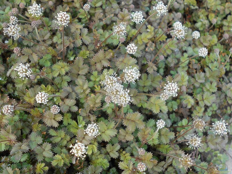 Acaena microphylla im Garten pflanzen (Einrichtungsbeispiele mit Braunblättriges Stachelnüsschen) Acaena microphylla im Garten pflanzen (Einrichtungsbeispiele mit Braunblättriges Stachelnüsschen)