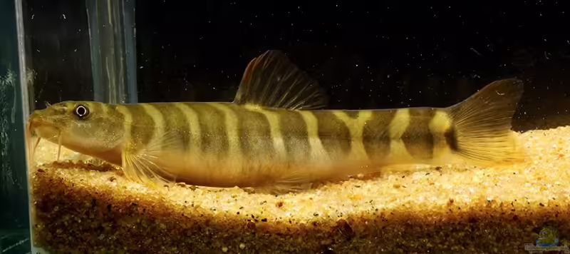 Acanthocobitis urophthalmus im Aquarium halten (Einrichtungsbeispiele für Augenfleckschmerle) Acanthocobitis urophthalmus im Aquarium halten (Einrichtungsbeispiele für Augenfleckschmerle)