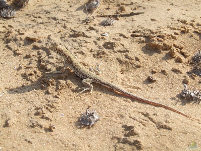 Acanthodactylus scutellatus im Terrarium halten (Einrichtungsbeispiele für Ägyptische Dornschwanzagame) Acanthodactylus scutellatus im Terrarium halten (Einrichtungsbeispiele für Ägyptische Dornschwanzagame)