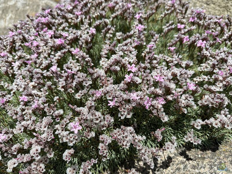 Acantholimon androsaceum im Garten pflanzen (Einrichtungsbeispiele mit Mannsschildartige Igelpolster) Acantholimon androsaceum im Garten pflanzen (Einrichtungsbeispiele mit Mannsschildartige Igelpolster)