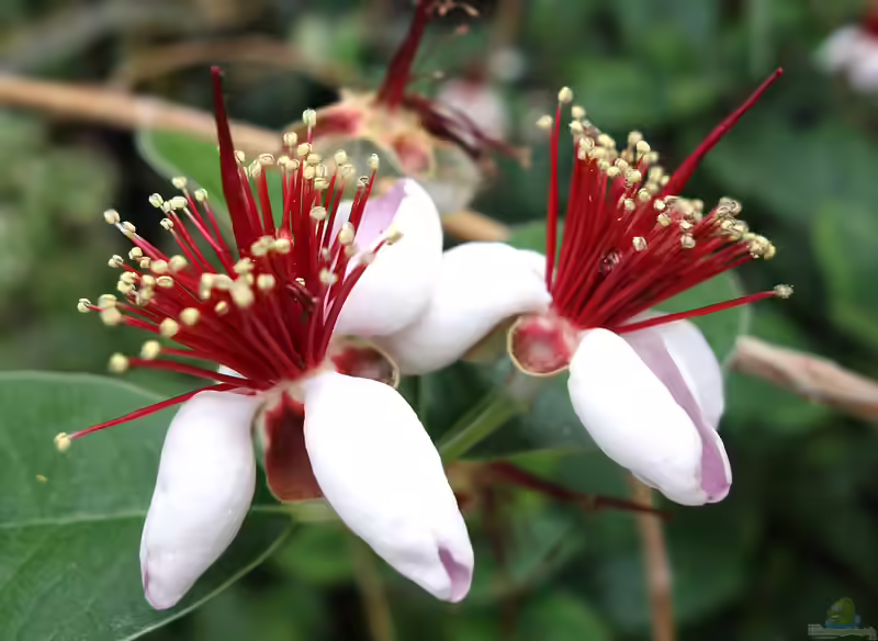 Acca sellowiana im Garten pflanzen (Einrichtungsbeispiele mit Brasilianische Guave) Acca sellowiana im Garten pflanzen (Einrichtungsbeispiele mit Brasilianische Guave)