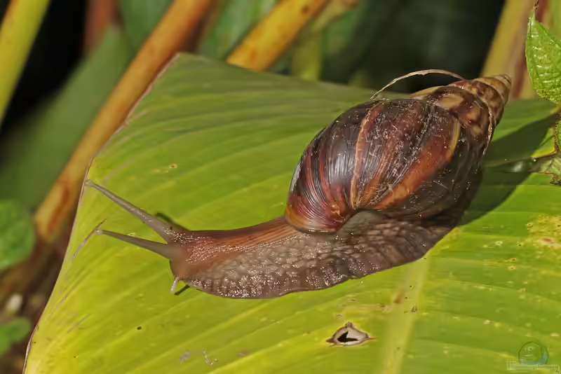 Achatina fulica im Terrarium halten (Einrichtungsbeispiele für Große Achatschnecken) Achatina fulica im Terrarium halten (Einrichtungsbeispiele für Große Achatschnecken)