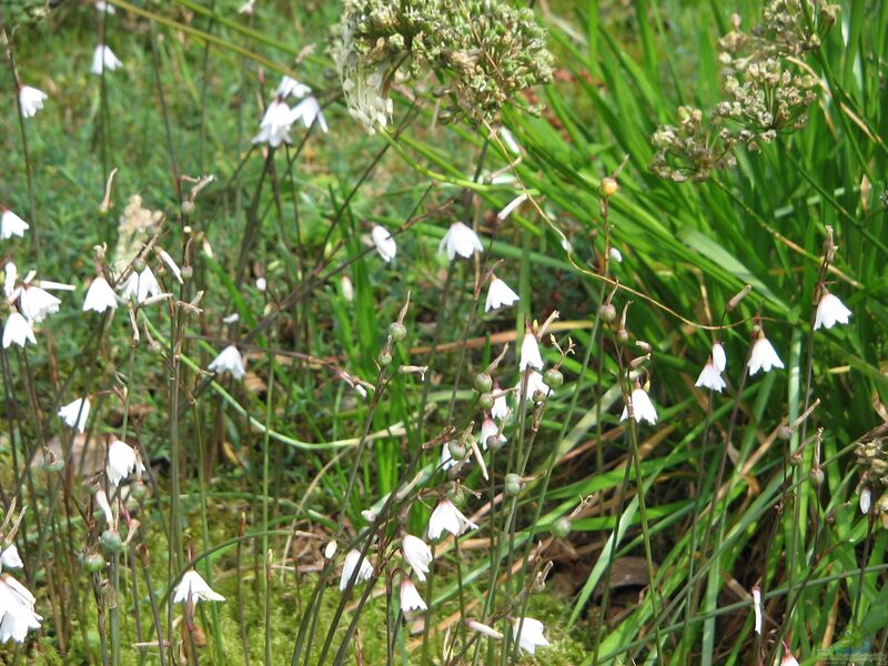 Acis autumnalis im Garten pflanzen (Einrichtungsbeispiele mit Herbst-Knotenblume) Acis autumnalis im Garten pflanzen (Einrichtungsbeispiele mit Herbst-Knotenblume)