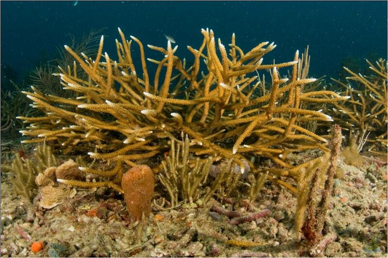 Acropora cervicornis im Aquarium halten (Einrichtungsbeispiele für Kleinpolypige Steinkoralle)